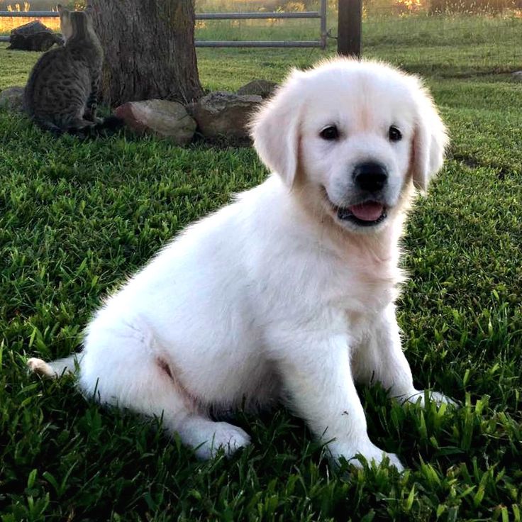 White Golden Retriever Puppies Price