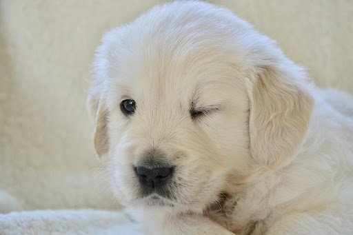 White Golden Retriever Puppies Price / Super Cute Golden Retriever ...