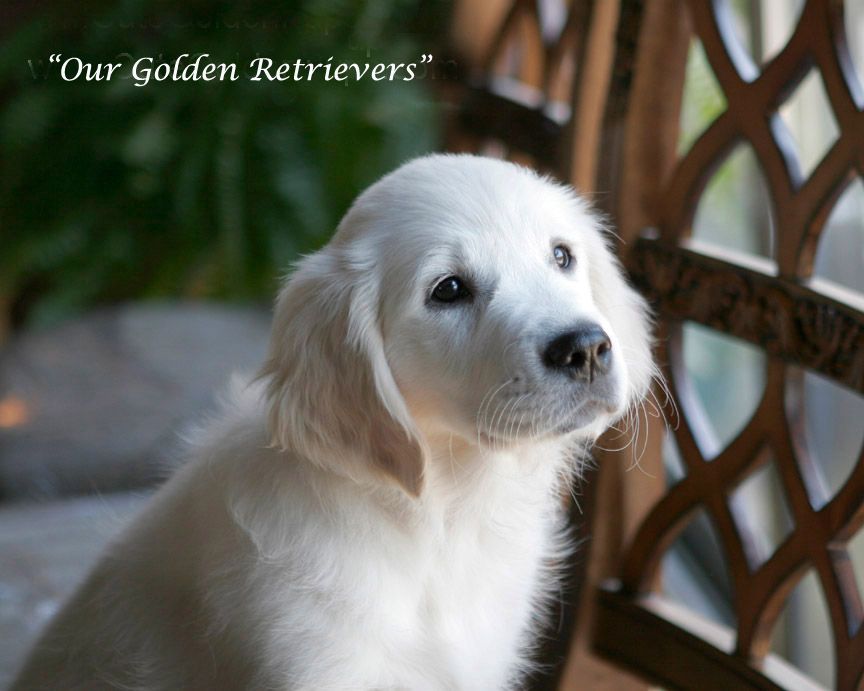 White Golden Retriever Puppies,CA,TX,FL,AZ