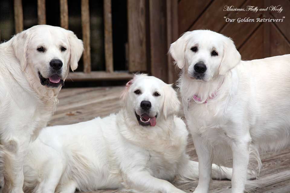 White Golden Retriever Puppies,CT,AKC Certified,Holistic ...