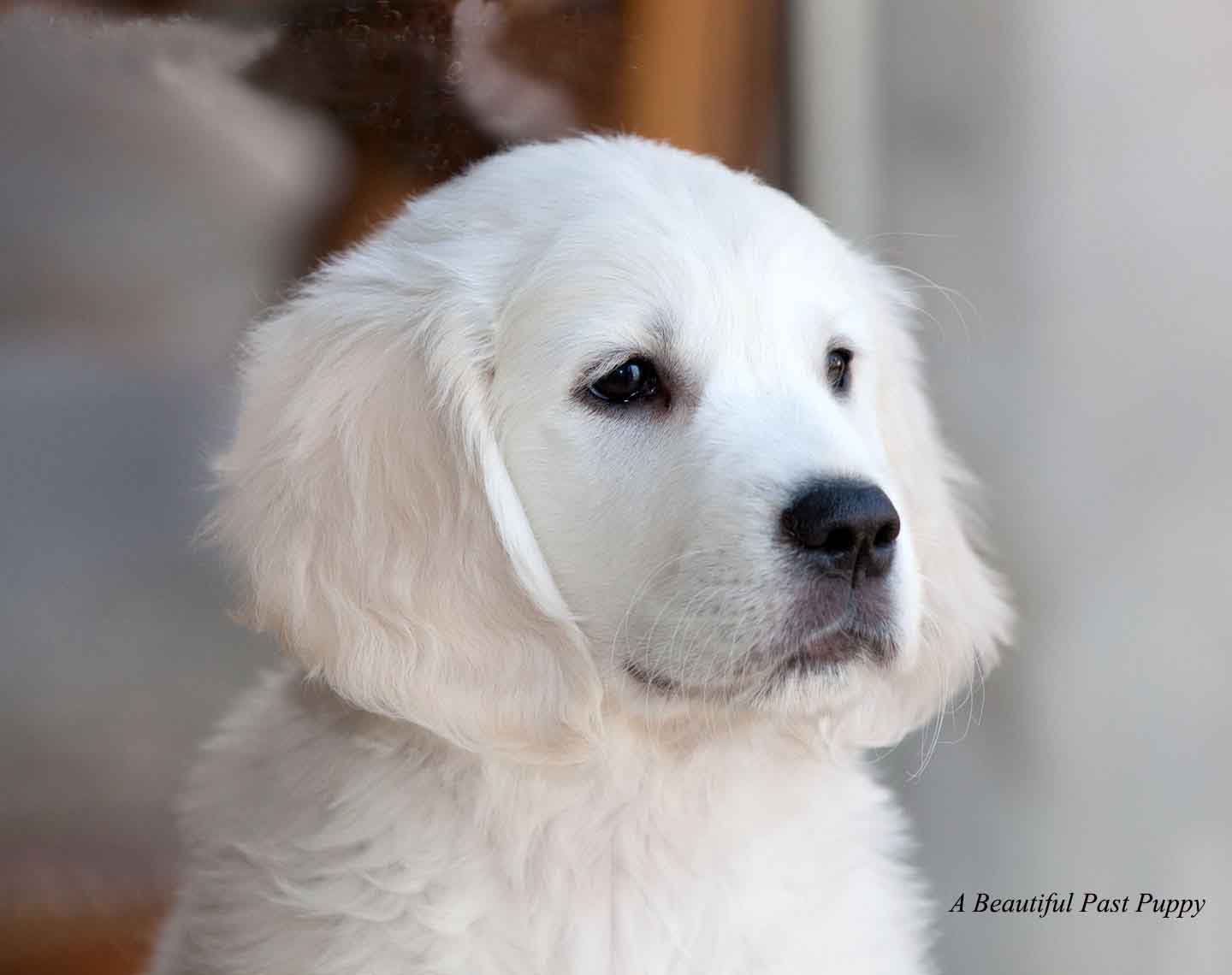White Golden Retriever Pups,English,AKC Certified,Holistic ...