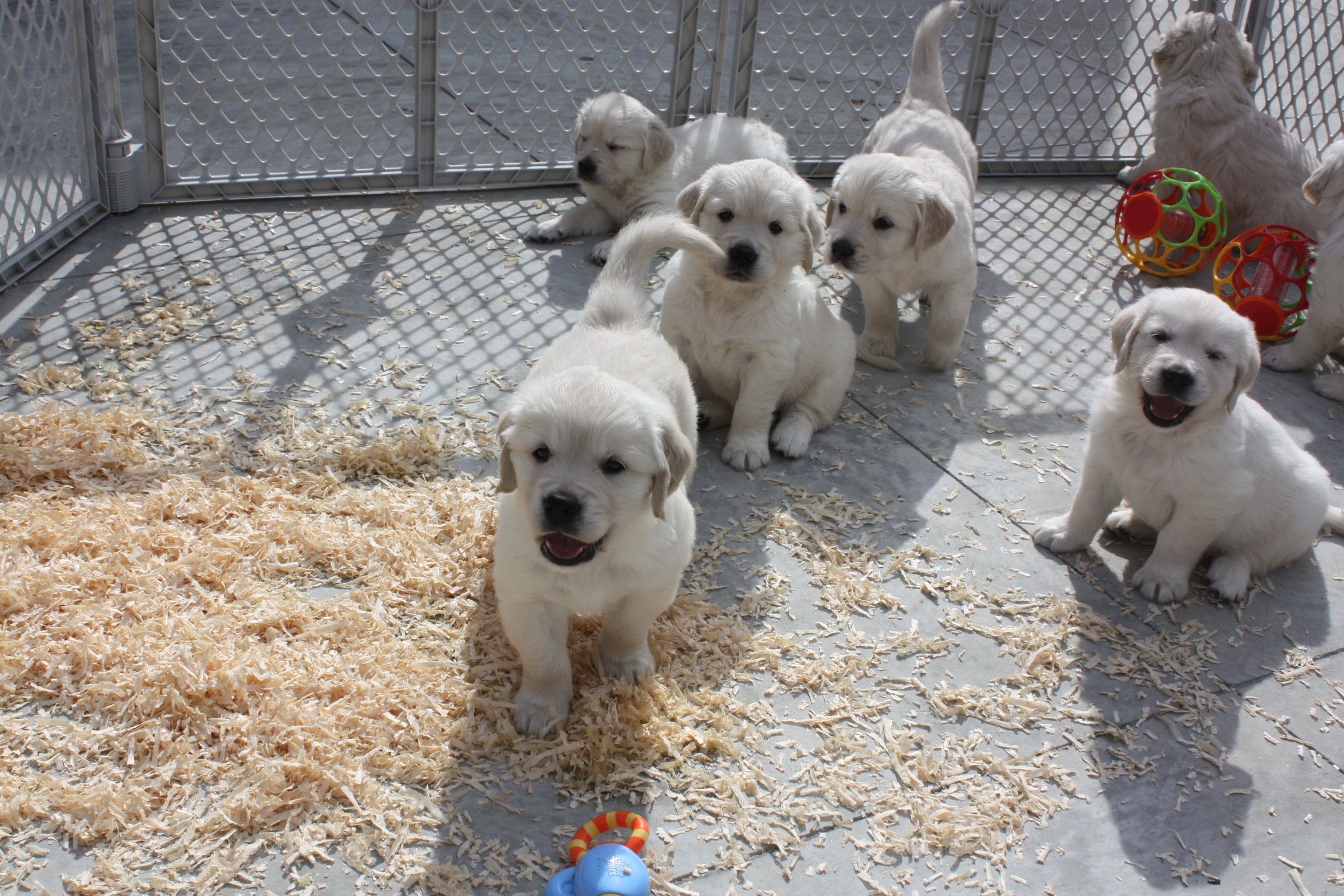 White Sand Golden Retriever puppies for Sale, English ...