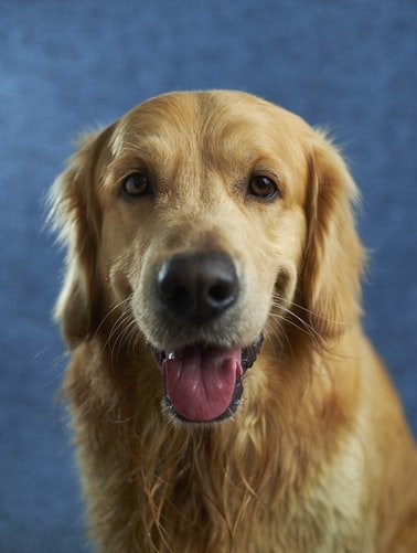 Why Are Golden Retrievers so Happy?