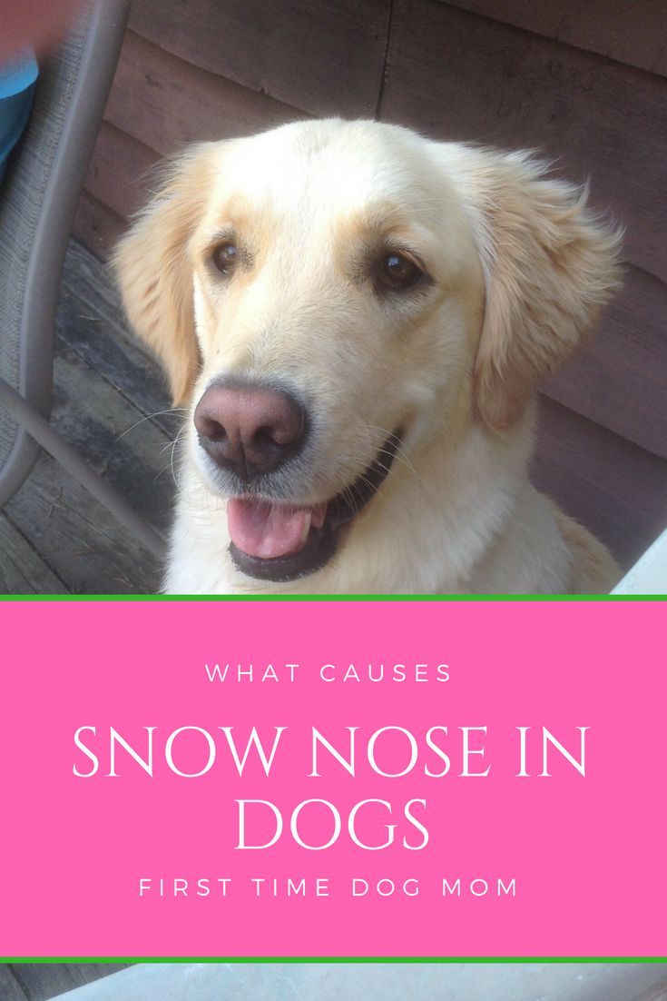 Why do certain dogs nose turn pink in the winter? This is ...