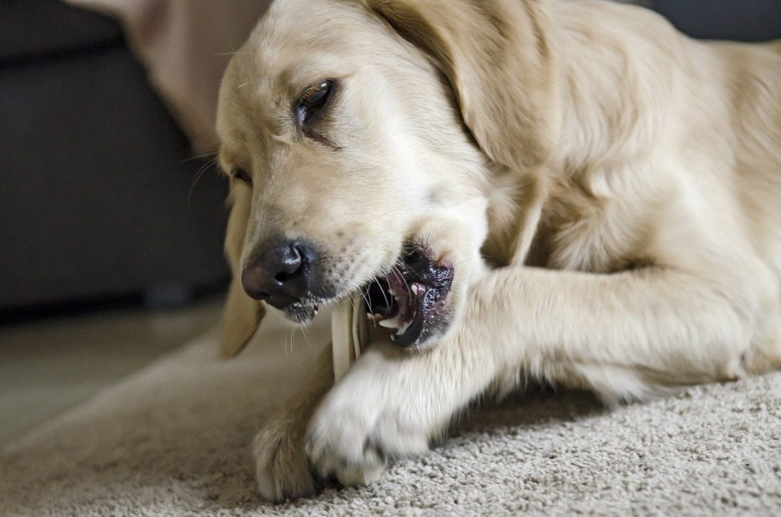 Why Do Dogs Lick Their Paws?