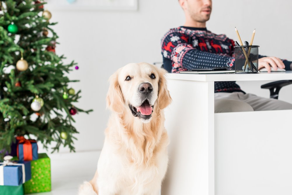 Why do Golden Retrievers noses turn pink in the workplace?