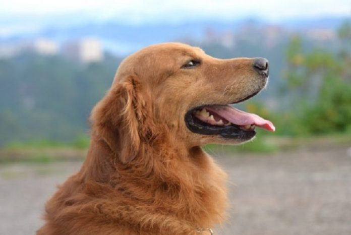 Why Do Golden Retrievers Pant So Much