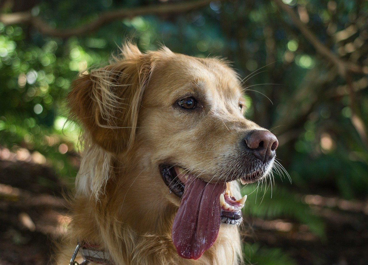 Why Do Golden Retrievers Smile? Their 3 Smiles and What ...