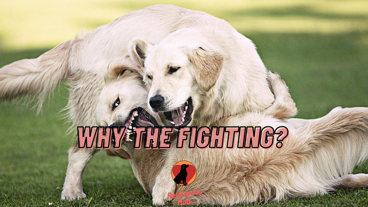 Why Does My Golden Retriever Attack Other Dogs? 7 Things ...