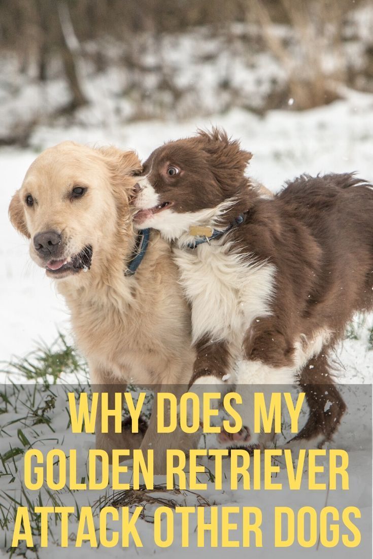 Why does my Golden Retriever attack other dogs?