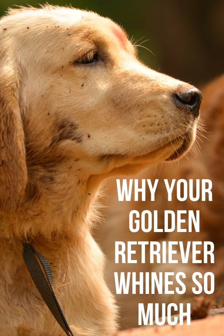 Why does my Golden Retriever bark so much? in 2020 ...