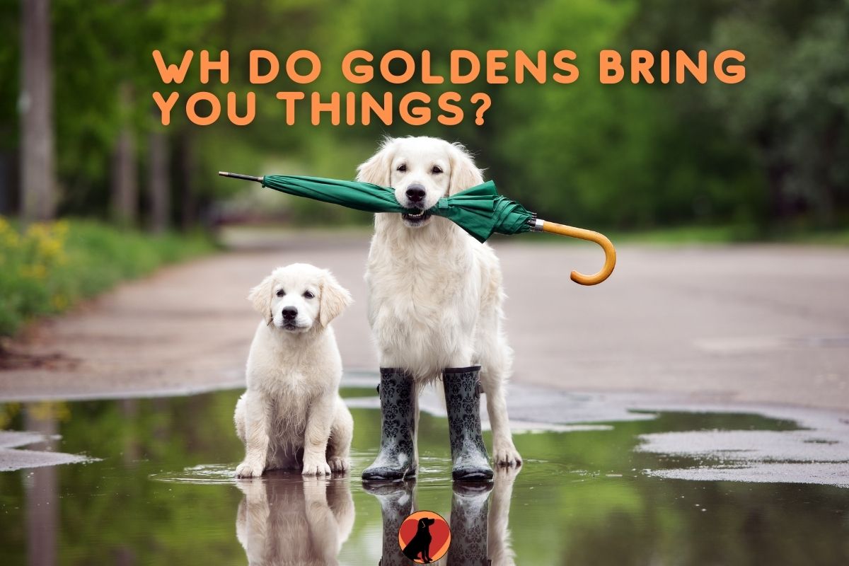 Why Does My Golden Retriever Bring Me Things? 8 ...