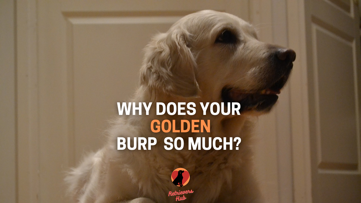 Why Does My Golden Retriever Burp So Much? Causes and ...