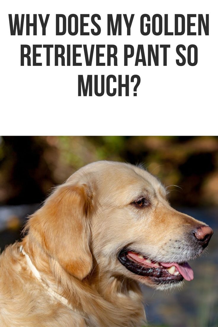 Why does my Golden Retriever pant so much?