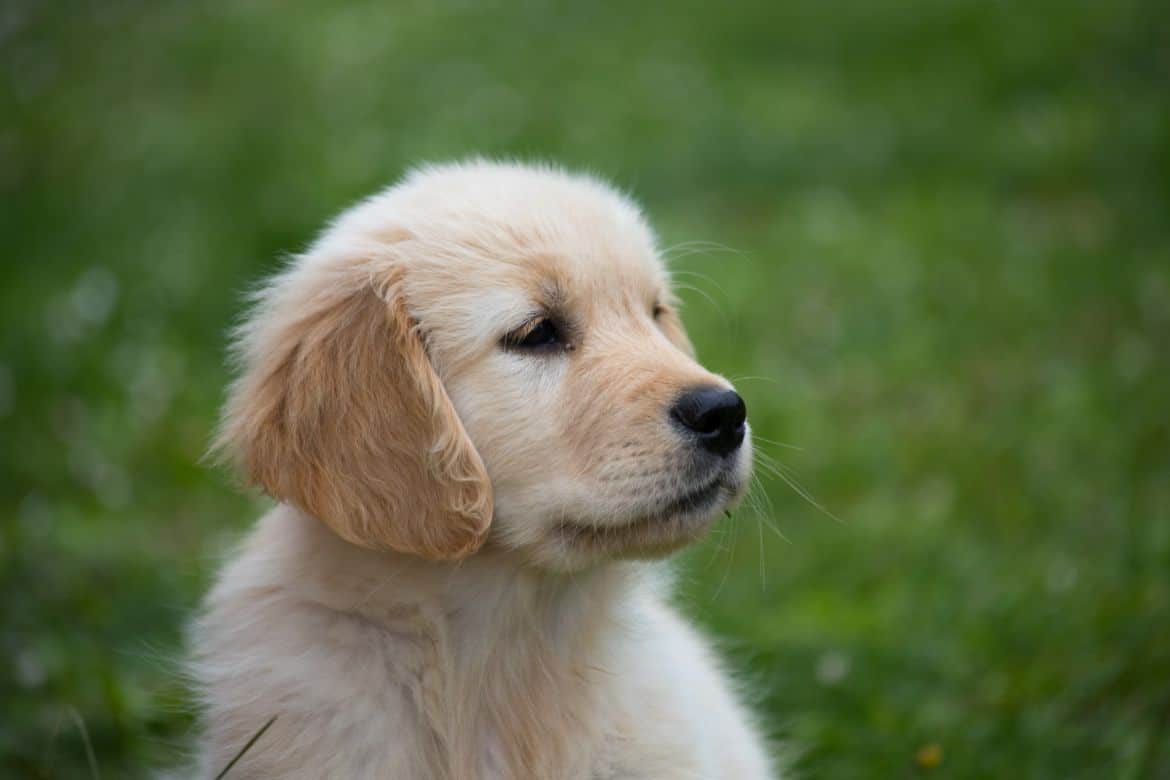 Why does my Golden Retriever puppy nip or bite at me?