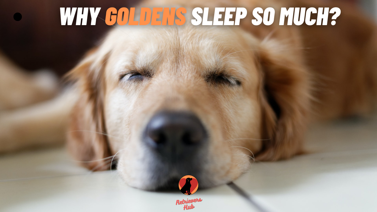 Why Does My Golden Retriever Sleep So Much? 11 Reasons ...