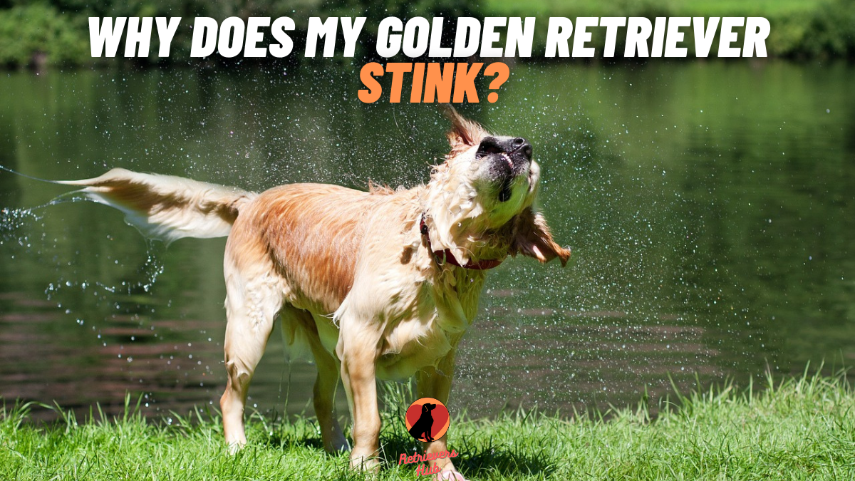 Why Does My Golden Retriever Stink? 7 Causes & 9 Solutions ...