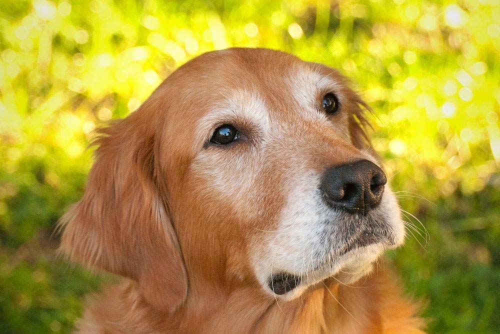 Why Golden Retrieversâ Faces Turn White (And at What Age ...