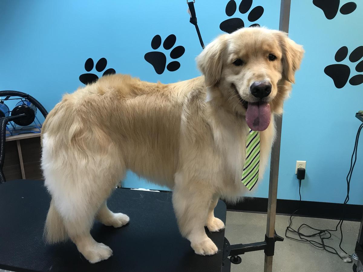 Why Have Your Dog Groomed Professionally?