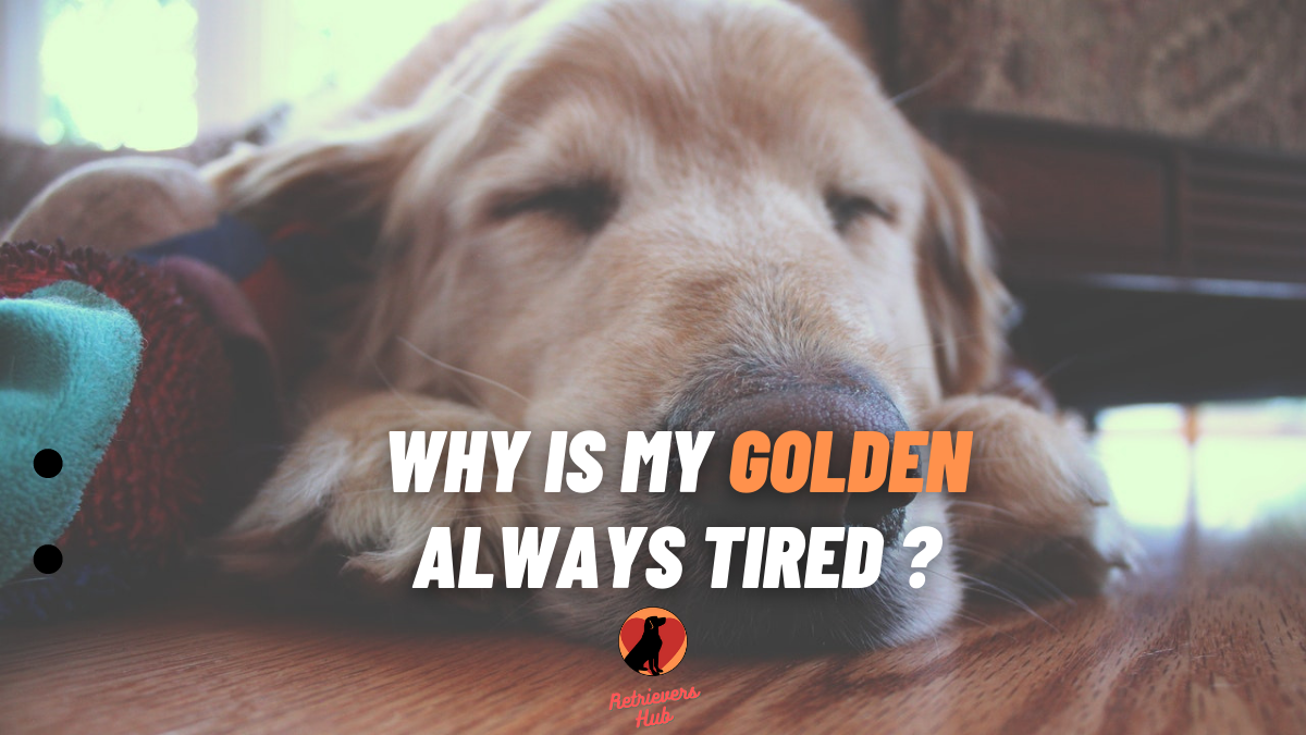 Why is My Golden Retriever Always Tired? 10 Causes and ...