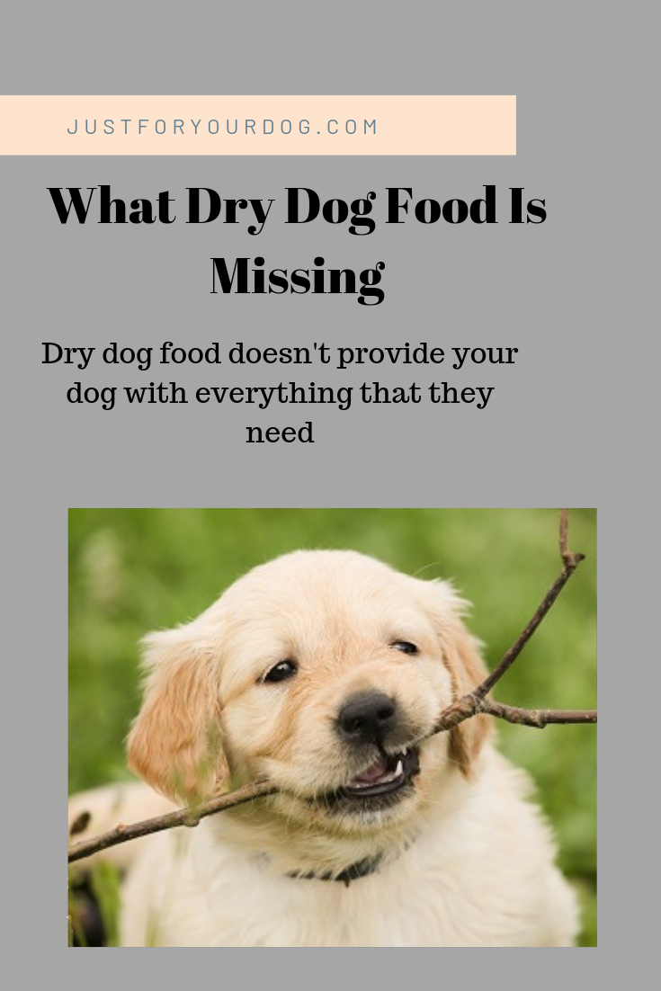 Why You Should Stop Feeding Your Dog Dry Dog Food