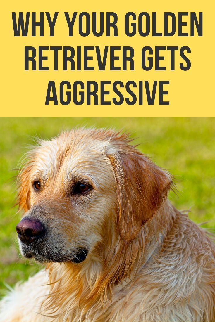 Why your Golden Retriever gets aggressive