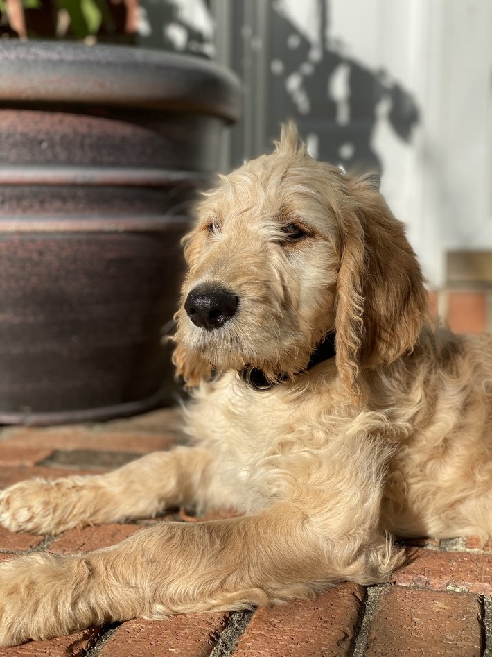 Will my Goldendoodle look like a Golden Retriever or a ...