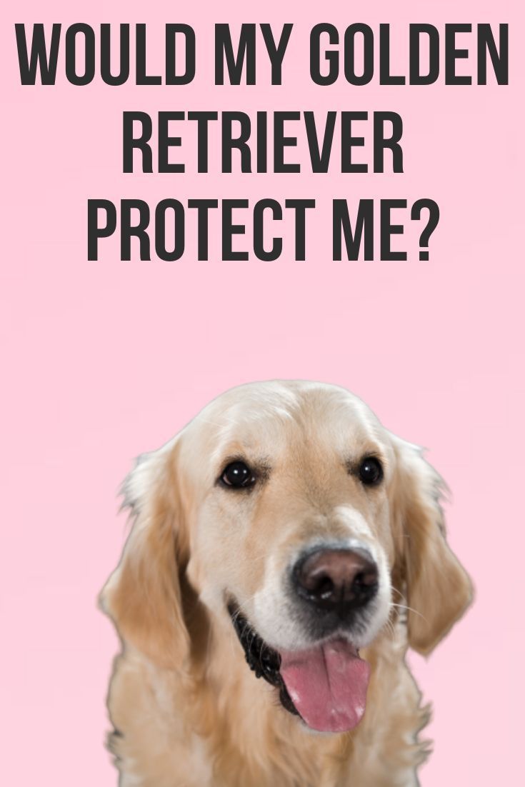 Would my Golden Retriever protect me? in 2020