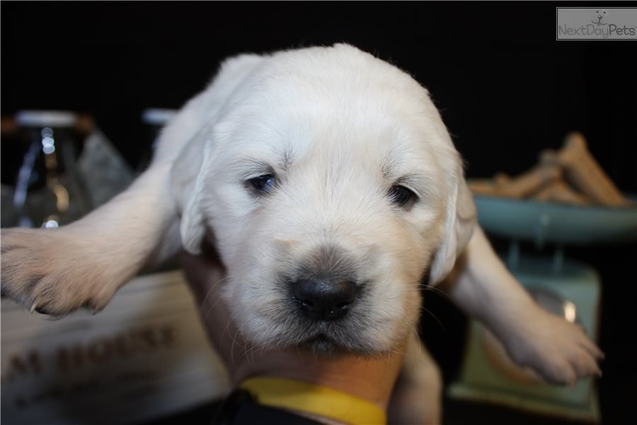 Yellow Girl: Golden Retriever puppy for sale near Portland, Oregon ...