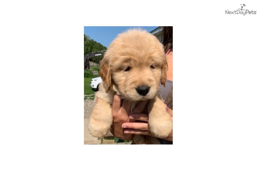 Yellow: Golden Retriever puppy for sale near Vermont ...
