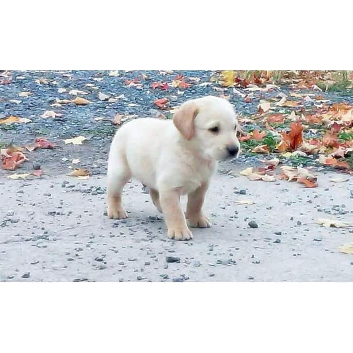 yellow lab puppies for sale in pa in Harrisburg, Pennsylvania