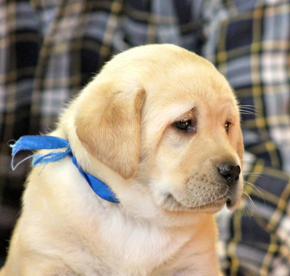 Yellow Labrador Retriever puppies for sale NY