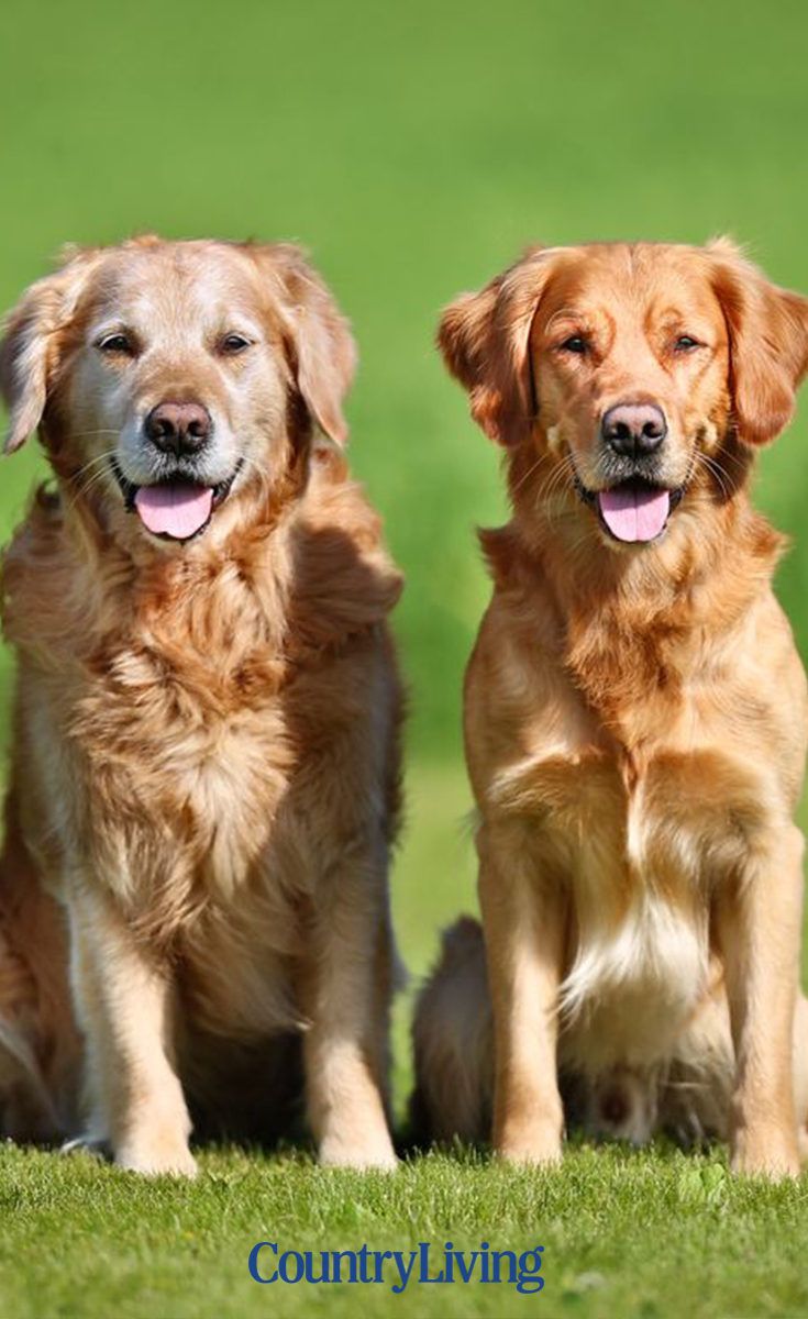 You can get paid £32,000 to look after two Golden ...