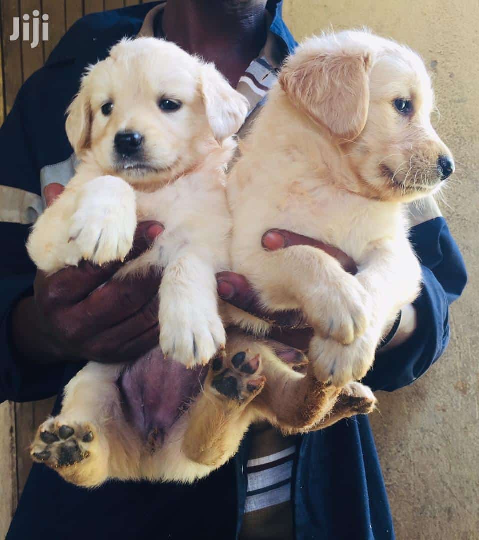 Young Male Purebred Golden Retriever in Kampala