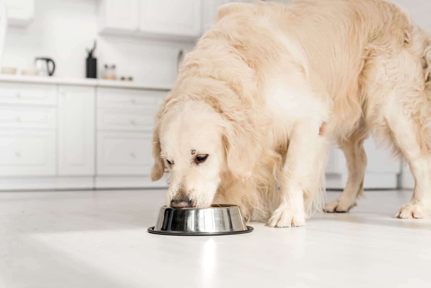 Your guide to the best dog food for Golden Retrievers
