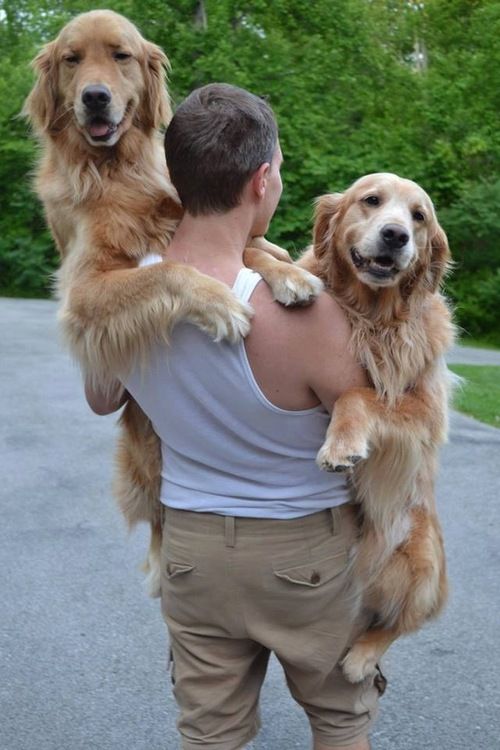 Yup! Those are goldens! Mine used to do the same thing ...
